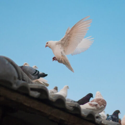 Convivir con palomas en Comunidades de Vecinos