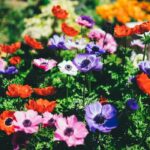 El valor estético y ambiental de los servicios de jardinería en espacios residenciales y hoteleros