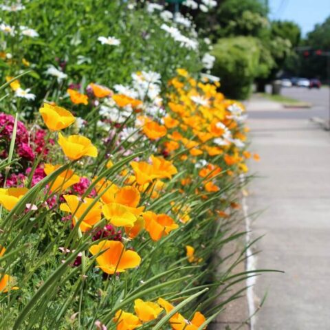 Diseño de jardines sostenibles: incorporando elementos naturales en entornos urbanos